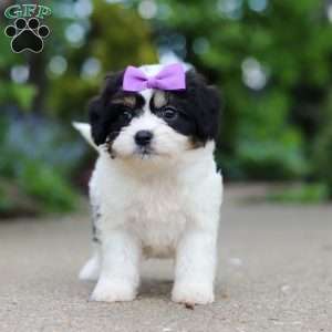 Darla, Cavachon Puppy